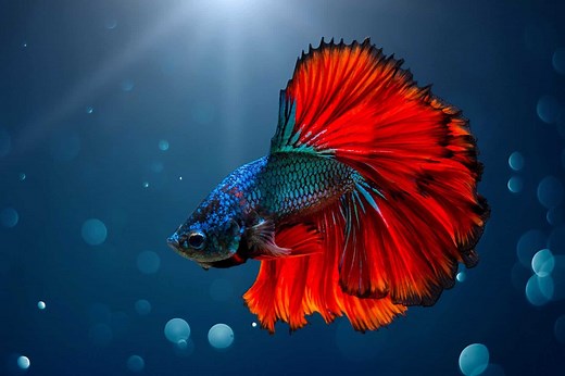 Betta Fish Guide: Care, Size, Tank Mates, Aggression & Lifespan