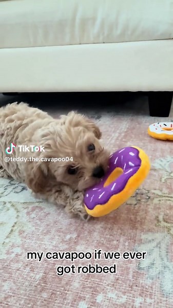 Cavapoo Adventures: Life with a Playful Puppy