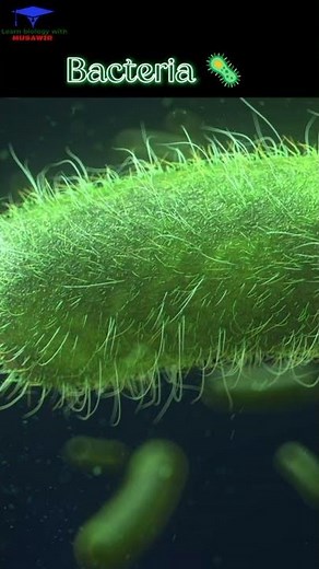 Bacteria 🦠 3D Medical animation 🩺 ... #bacteria #shortvideo