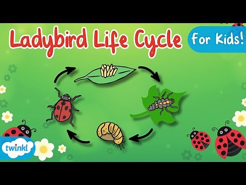 The Life Cycle of a Ladybird | Ladybird Life Cycle | Science for Kids!