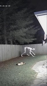 “Midnight CCTV Shocker: Mysterious Creature Attacks Dog | Real Footage!”