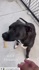 11 shares · 3 comments | MIAMI FL ✨ JUST ME & LUCY 殺❤️‍ #A2440003...