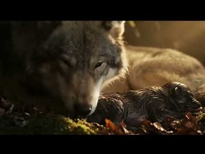 Raw Moment of Life Wolf Giving Birth in the Wild 8K Ultra HD