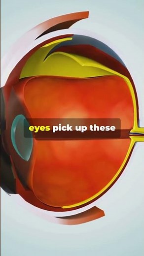 How We See Color | The Science of Color Perception Explained