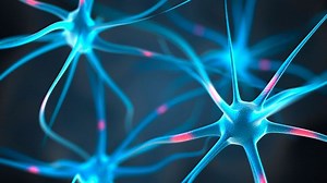 The genius who grows tiny brains in a lab