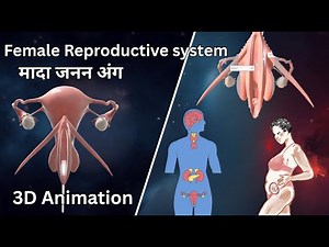 Female Reproductive System | 3D Animated Human Anatomy Explained