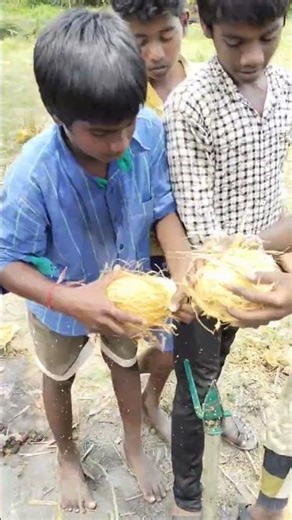 coconut removing machine | Manual easy coconut husk remover tool | coconut removing techniques