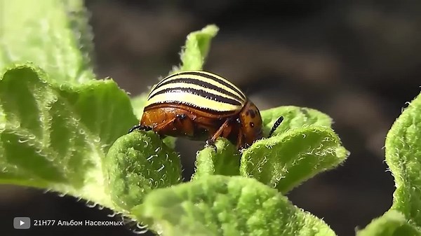 100 Scariest Insects on the Planet That Can Threaten Humans