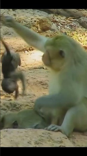 Life of Monkeys: Baby Monkey Fell Painfully After Accidentally Leaning On The Wrong Mother