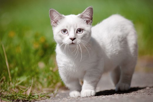 16 Small Cat Breeds That Look Like Cuddly Kittens Forever