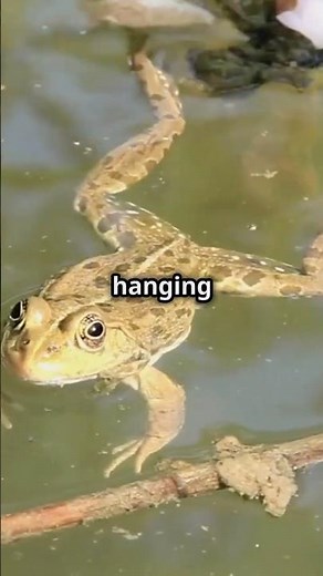 Frogs vs Toads: Spot the Key Differences!