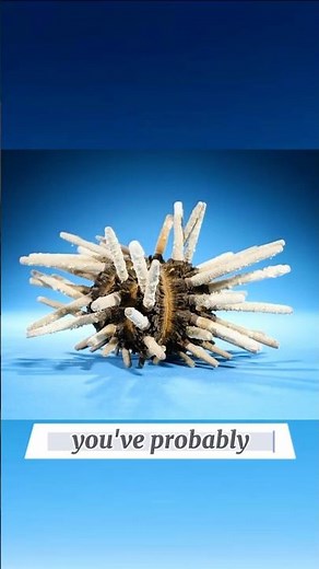 The Alien Life Cycle of Sea Urchins 👽 #shorts