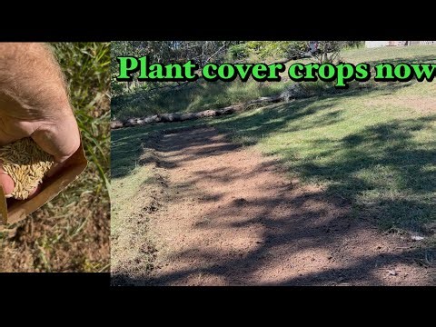 Planting Cover Crops to Create Fertility -- A Fall Garden Must Do