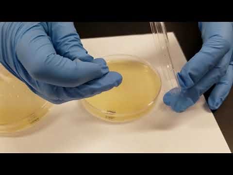 Oxidase Test