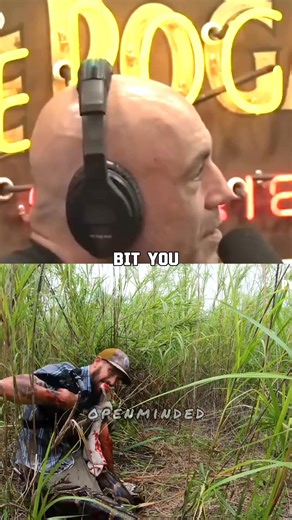 Crazy 30-foot Python Encounter - Joe Rogan, Python Cowboy #joerogan | Openminded