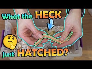 Our first AAA Hognose Hatching?!