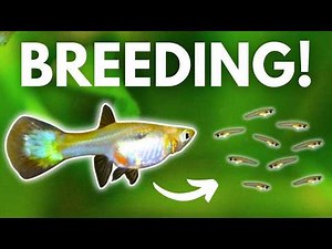 Guppy Fish Breeding: 7 Tips to Breeding Guppies EASILY!