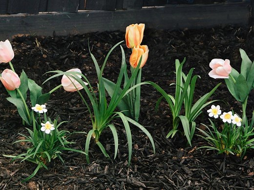 How To Plant Spring Flowering Bulbs  - Bunnings Australia