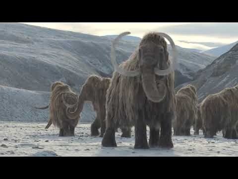 Prehistoric planet Ice Age Woolly mammoth vs Scimitar Cat (Homotherium) clip