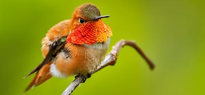 7 Hummingbird Species Found in Canada (2025)