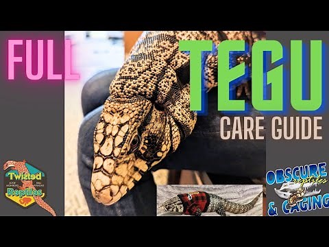 Full Tegu Care Guide