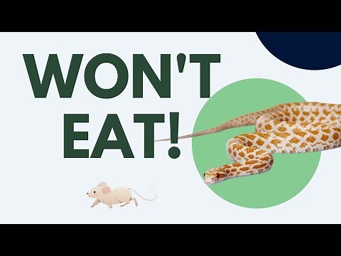 Corn Snake Not Eating? Here's why!