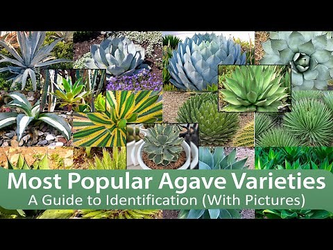 Most Popular Agave Varieties: A Guide to Identification (With Pictures)