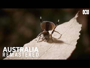 This peacock spider is dancing for his life | Australia Remastered: Forest
