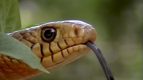 Observe the Mesmerizing Motion of Snakes