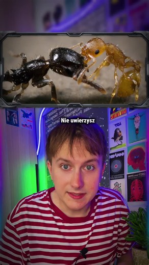 Źródło: https://en.wikipedia.org/wiki/Temnothorax_americanus #ciekawe #edutok