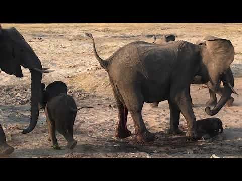 Live elephant birth
