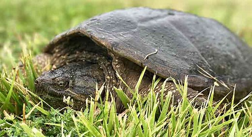 Where Do Snapping Turtles Lay Eggs? (with Pictures and Video) | Turtle Owner