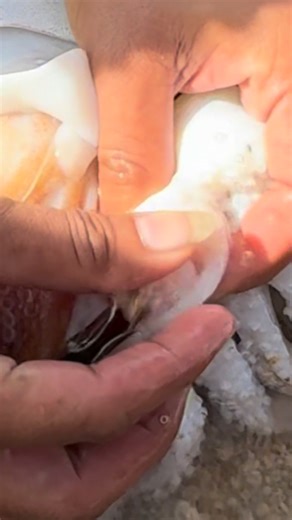 Amazing cuttlefish😍 #fblifestyle | Ordan Almodiel Ollos