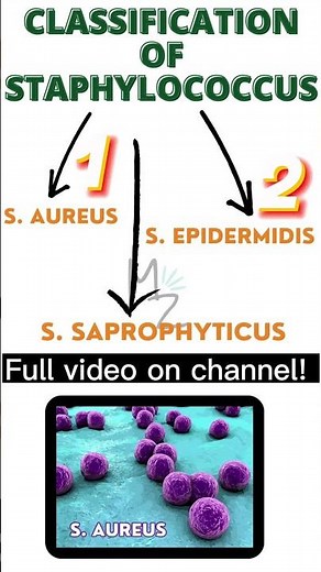 Classification of Staphylococcus (aureus, epidermidis, saprophyticus) #bacteriology #staphylococcus