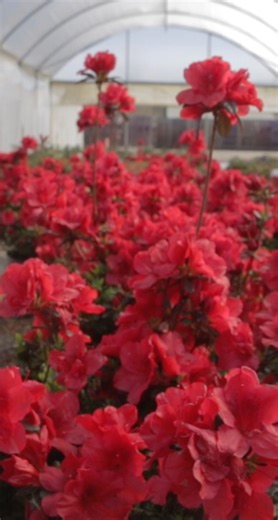 Autumn Fire takeover! 🔥 Kip’s giving us the inside look at our greenhouse packed with fiery red blooms you’ll want in your garden ASAP. | Encore Azalea