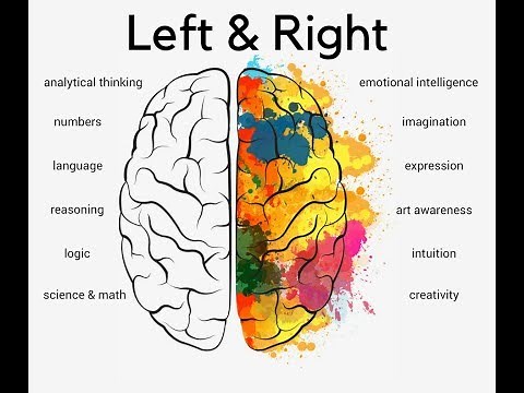 Left and Right Brain Functions