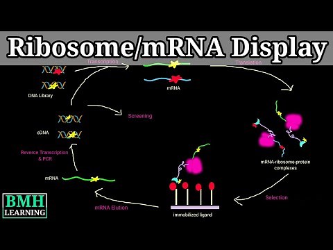 mRNA Display Technology | Ribosome Display Technology |