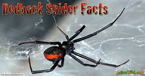 Redback Spider Facts For Kids & Adults: Pictures, Information & Video