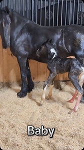 548K views · 48K reactions | New born baby del Diamante MC y yegua fina importada de Holanda Born 1:30am 5.21.25 Gracias Dios  @mrs.ranchomc_official #ranchomc #mrsranchomcofficial #ranchomc_official #friesian #viral #barrocopinto | Rancho MC Friesians | Facebook