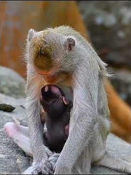 Cute Baby Monkey Really Needs Much Milk #babymonkeys #wildlifeentertainment #animals