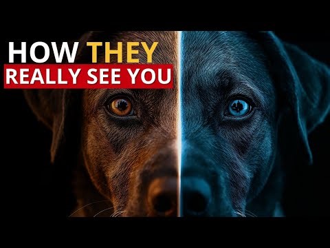 How Your Dog REALLY Sees You