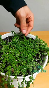 There are a couple of ways to propagate string of pearls. In this video I will demonstrate water propagation: ➡️Cut off one of the strings ➡️Remove the bottom few pearls. Roots will grow from the nodes (where each of the pearls was) ➡️Put in water. SOP propagate VERY quickly, you will get roots in only a few days Same rules apply as for any propagation: ➡️Take only healthy cuttings ➡️Provide bright indirect light. More light speeds up propagation and increases success rate ➡️Replace water weekly