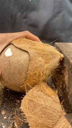 Good skill of removing coconut from its shell