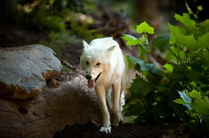 Fascinating Gray Wolf Facts