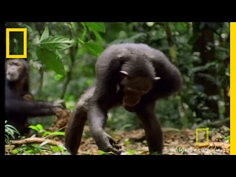 Chimps & Tools | National Geographic