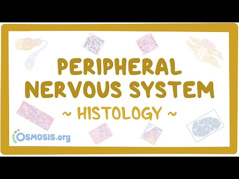 Peripheral nervous system: Histology