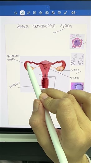“Female reproductive system structure explained “.