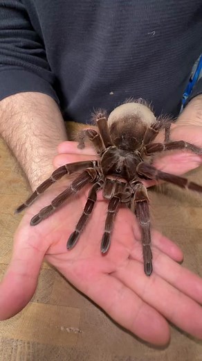 Goliath Bird-Eating Tarantula: Size, Diet, and Habitat
