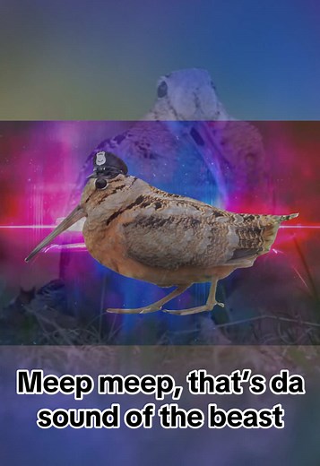 Funny Bird Videos: The Meep Sound of the Police