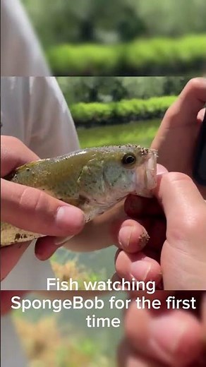 Fish watch Spongebob for the first time
